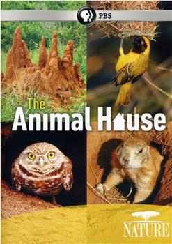 自然世界：动物之家在线观看和下载
