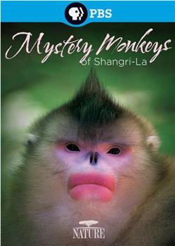 香格里拉神秘之猴在线观看和下载