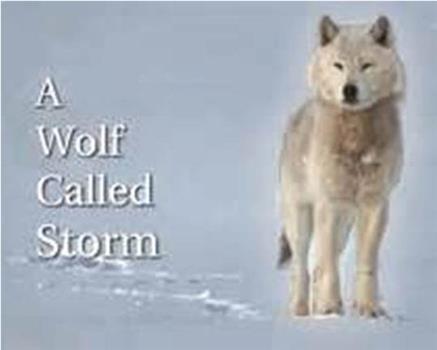 自然世界：狼之风暴在线观看和下载