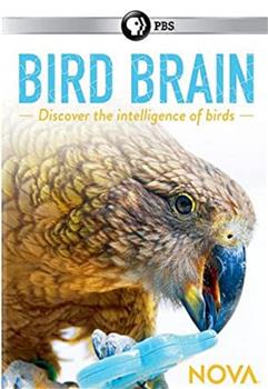 揭秘鸟类大脑在线观看和下载