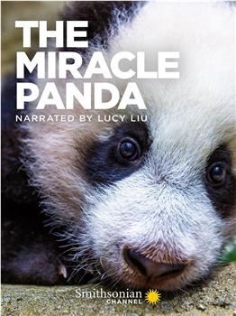 大熊猫 小奇迹在线观看和下载